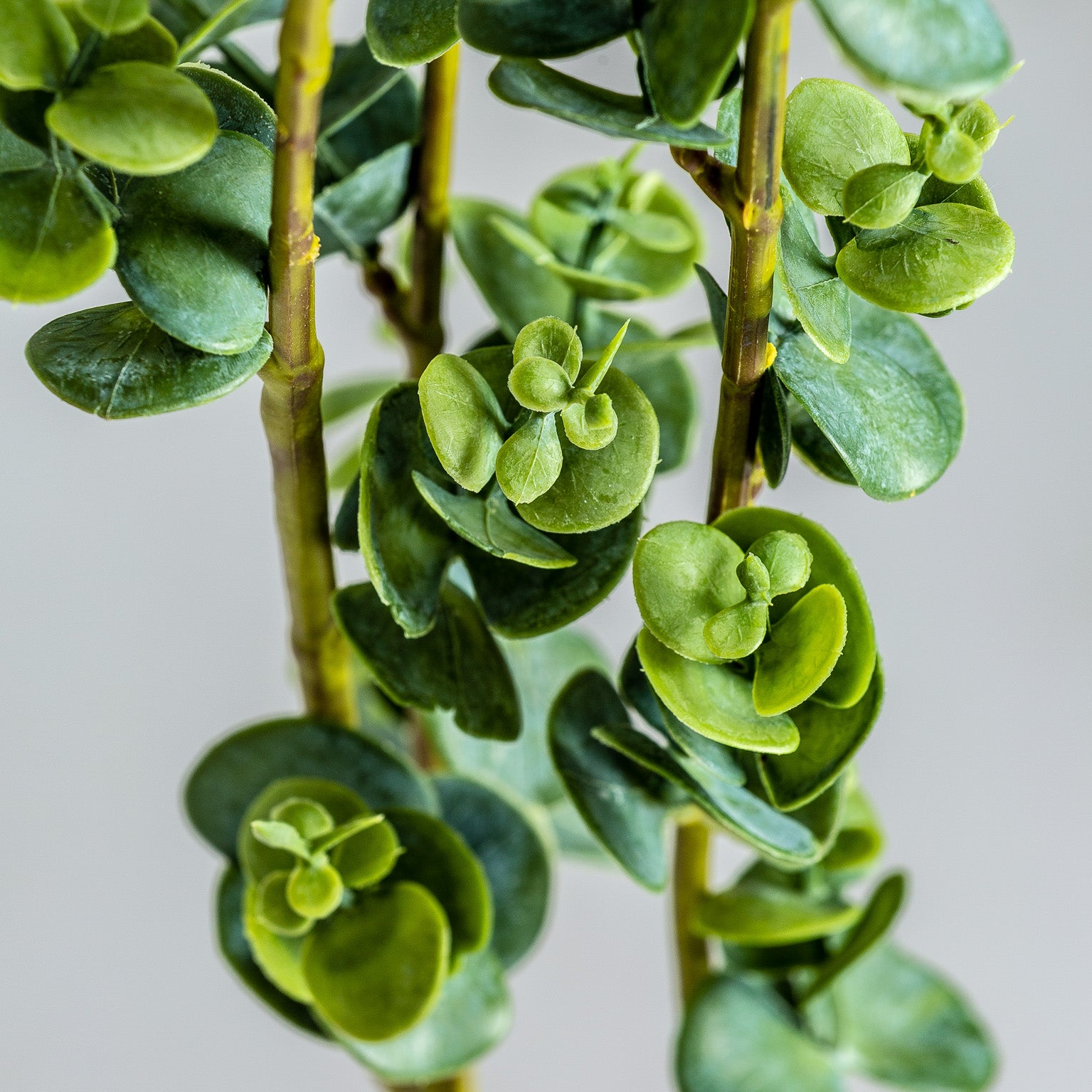 RAMAS PLANT